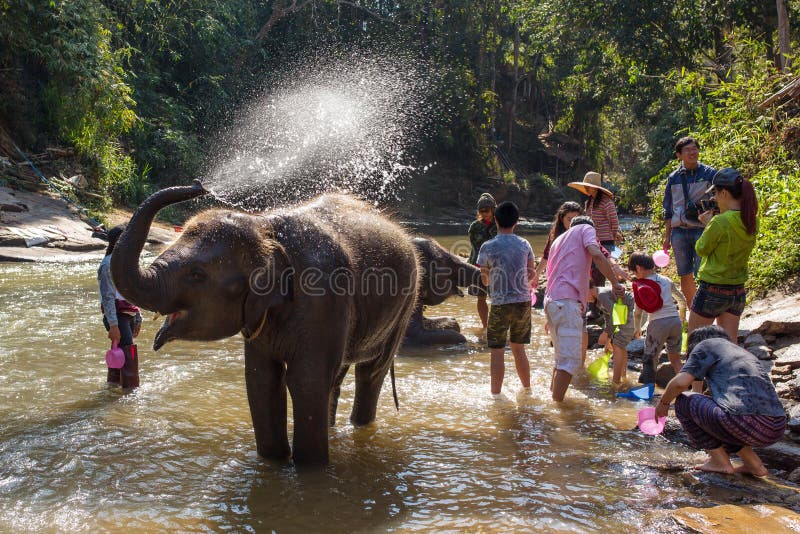 Elefante do bebê que banha-se no rio perto de Chiang Mai, Tailândia fotografia de stock Elefante do bebê que banha-se no rio perto de Chiang Mai, Tailândia fotografia de stock