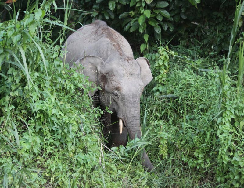 Elefante do pigmeu em Bornéu fotografia de stock Elefante do pigmeu em Bornéu fotografia de stock