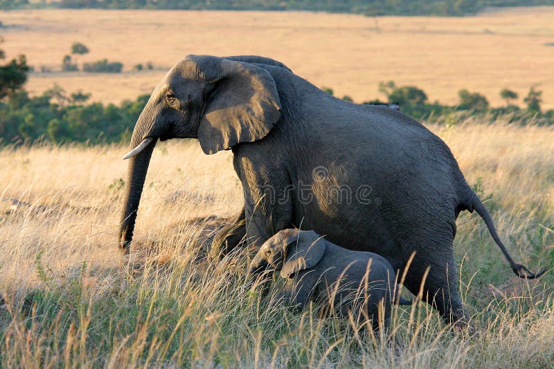 Elefante e elefante do bebê imagens de stock Elefante e elefante do bebê imagens de stock
