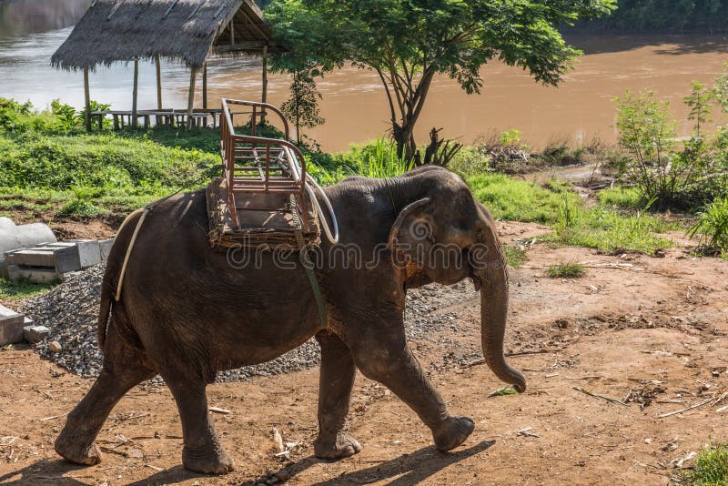 Elefante em Nam Khan River Banks imagens de stock Elefante em Nam Khan River Banks imagens de stock