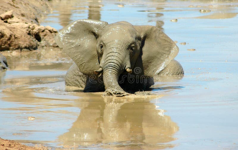 Elefante en agua foto de archivo libre de regalías Elefante en agua foto de archivo libre de regalías