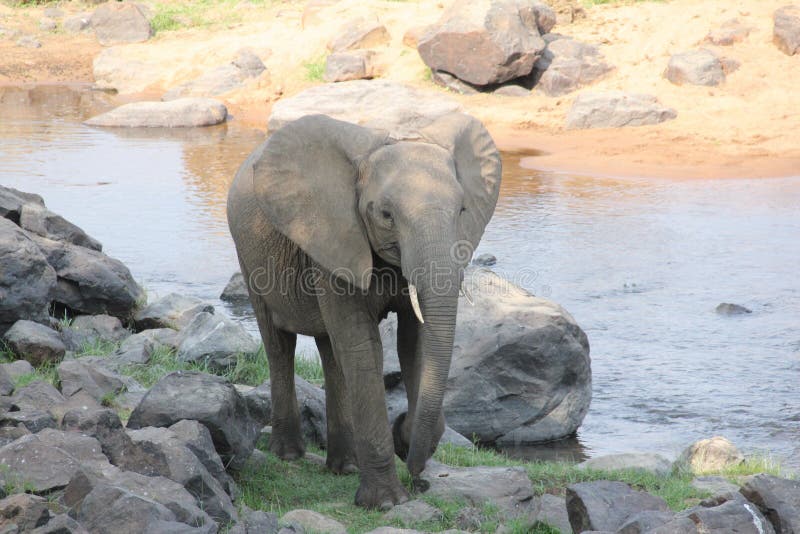 Elefante en el arbusto en el parque nacional del ruaha fotografía de archivo libre de regalías Elefante en el arbusto en el parque nacional del ruaha fotografía de archivo libre de regalías