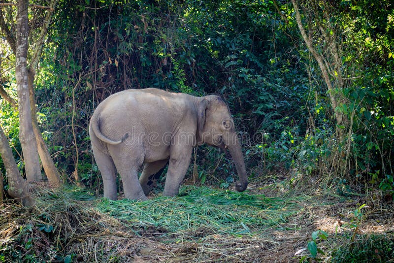 Elefante en el junge de Laos Exterior de Luang Prabang Ahorre los elefantes El elefante se coloca tranquilo en el bosque foto de archivo Elefante en el junge de Laos Exterior de Luang Prabang Ahorre los elefantes El elefante se coloca tranquilo en el bosque foto de archivo