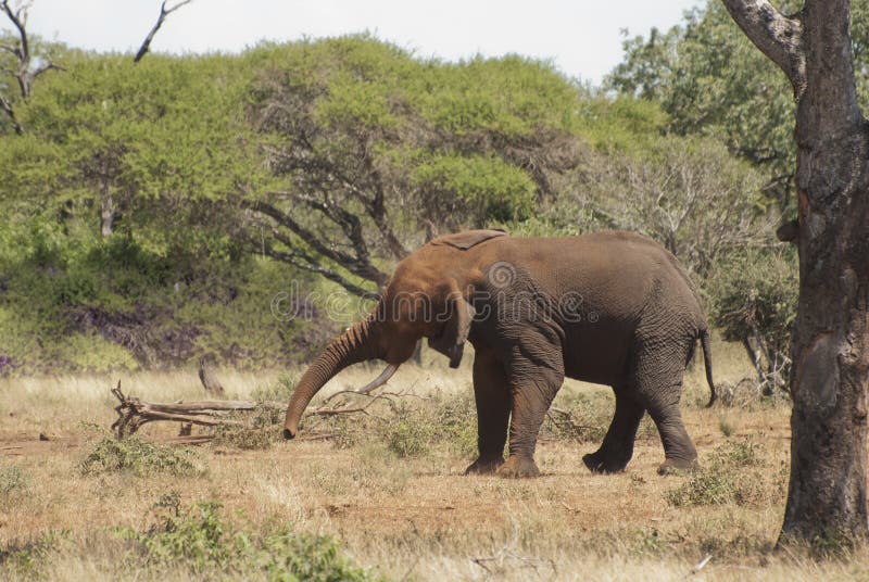 Elefante en el parque nacional de Kruger foto de archivo Elefante en el parque nacional de Kruger foto de archivo