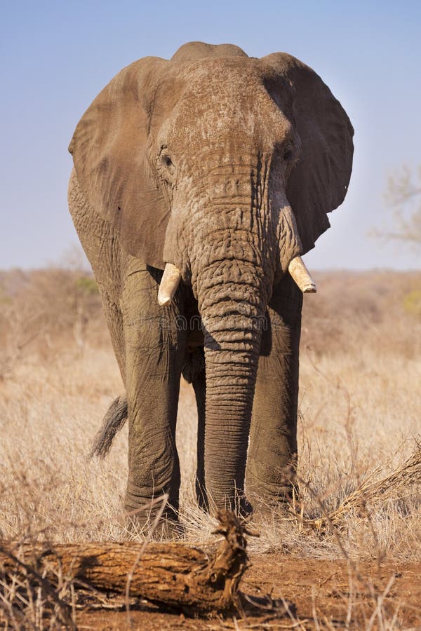 Elefante en el parque nacional de Kruger, Suráfrica fotografía de archivo Elefante en el parque nacional de Kruger, Suráfrica fotografía de archivo