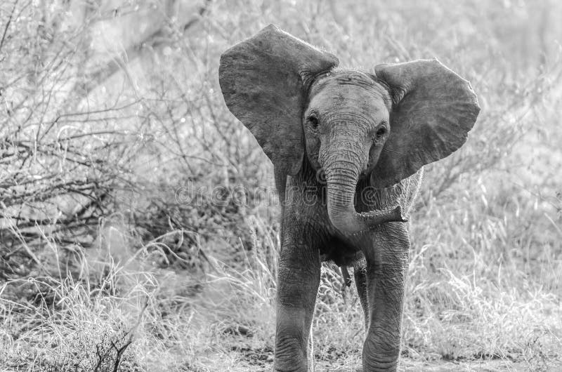 Elefante en el parque Suráfrica de Kruger imagen de archivo libre de regalías Elefante en el parque Suráfrica de Kruger imagen de archivo libre de regalías