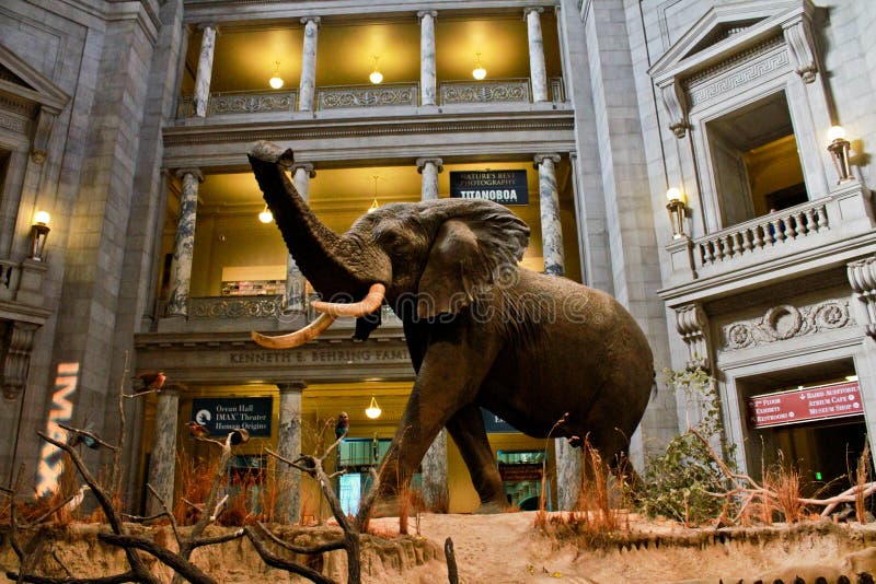 Elefante en la exhibición en el museo de Smithsonian. fotografía de archivo Elefante en la exhibición en el museo de Smithsonian. fotografía de archivo