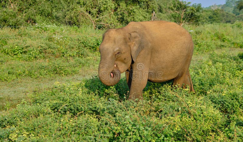 Elefante en safari en Sri Lanka foto de archivo libre de regalías