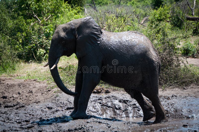 Elefante in fango fotografia stock libera da diritti Elefante in fango fotografia stock libera da diritti