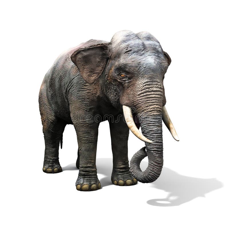 Elefante grande aislado en un fondo blanco ilustración del vector Elefante grande aislado en un fondo blanco ilustración del vector