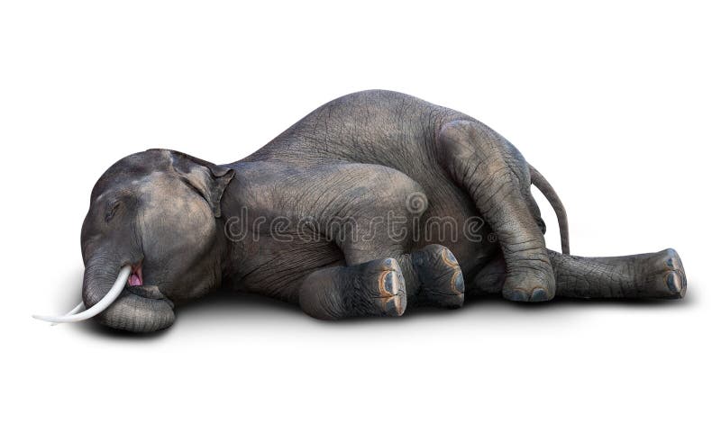 Elefante inoperante isolado