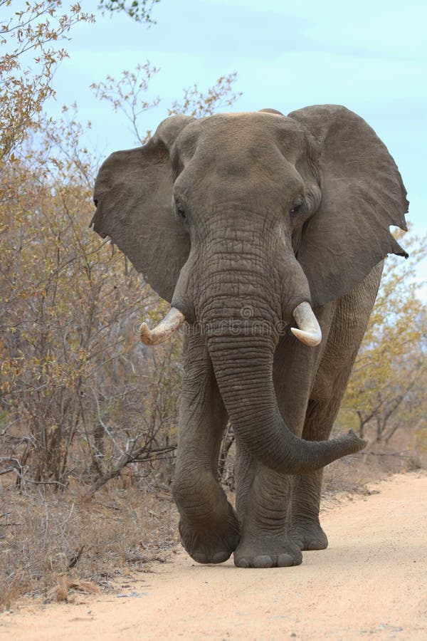 Elefante masculino grande foto de archivo