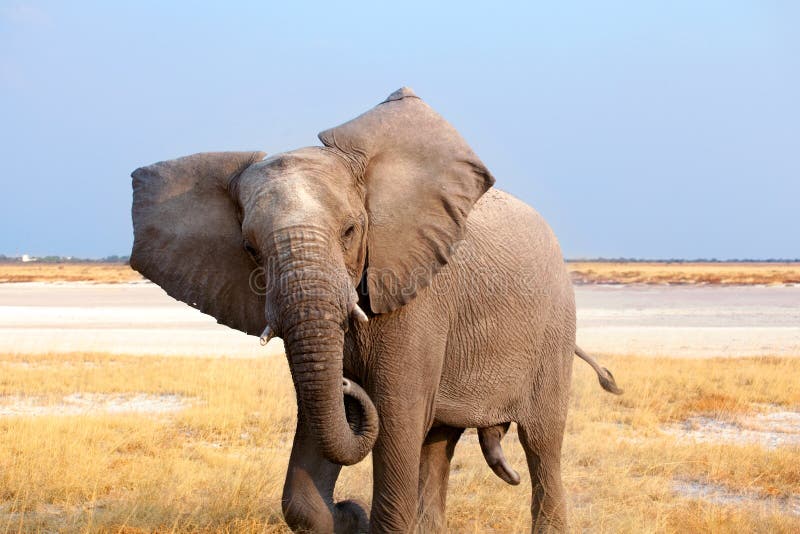 Elefante masculino grande com fim longo do tronco acima no parque nacional de Etosha, Namíbia, África meridional imagem de stock Elefante masculino grande com fim longo do tronco acima no parque nacional de Etosha, Namíbia, África meridional imagem de stock
