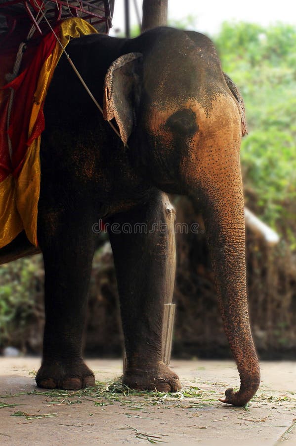 Elefante nella cattivit? usata per dare i giri ai turisti attraverso le citt? ed i paesi in Asia immagini stock libere da diritti Elefante nella cattivit? usata per dare i giri ai turisti attraverso le citt? ed i paesi in Asia immagini stock libere da diritti