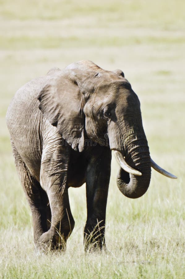 Elefante no Masai Mara fotografia de stock Elefante no Masai Mara fotografia de stock
