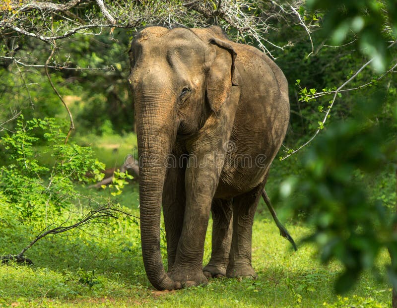 Elefante novo asiático, fundo da natureza Yala, Sri Lanka fotografia de stock Elefante novo asiático, fundo da natureza Yala, Sri Lanka fotografia de stock