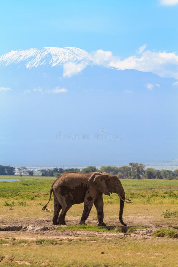 Elefante perto do Monte Kilimanjaro Neve em África Amboseli, Kenya fotografia de stock Elefante perto do Monte Kilimanjaro Neve em África Amboseli, Kenya fotografia de stock