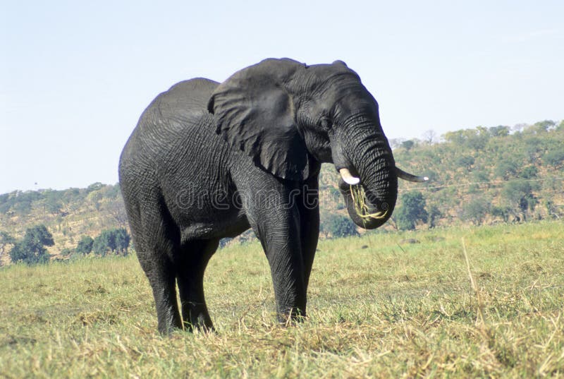 Elefante que come a grama imagem de stock Elefante que come a grama imagem de stock