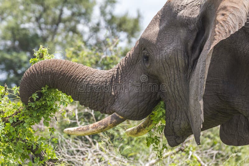 Elefante que come las hojas en el parque de Kruger fotografía de archivo Elefante que come las hojas en el parque de Kruger fotografía de archivo