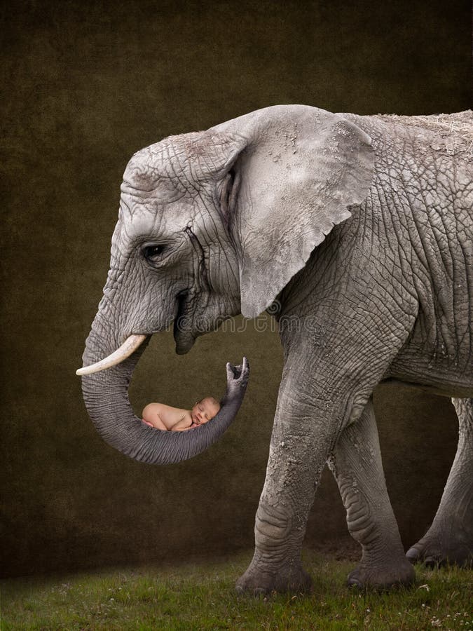 Elefante que guarda o bebê imagens de stock Elefante que guarda o bebê imagens de stock