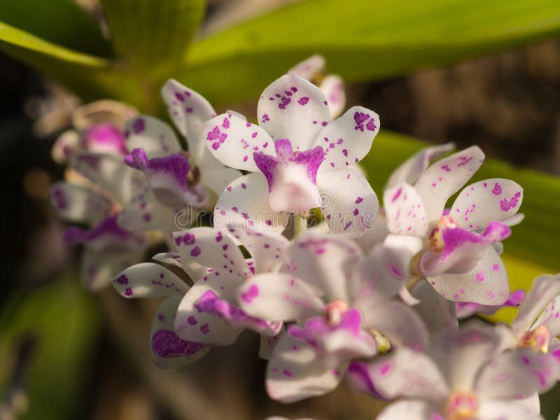 Orquídea, Orelha De Elefante Imagem de Stock - Imagem de pêndulo, chuva:  71940355