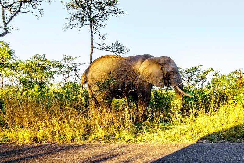 Elefante solitario en preguntarse a través de la hierba en la salida del sol cerca del campo de resto de Pretoriuskop imagenes de archivo Elefante solitario en preguntarse a través de la hierba en la salida del sol cerca del campo de resto de Pretoriuskop imagenes de archivo