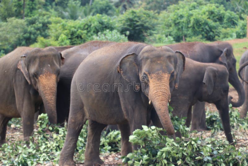 Elefante srilanqués foto de archivo Elefante srilanqués foto de archivo