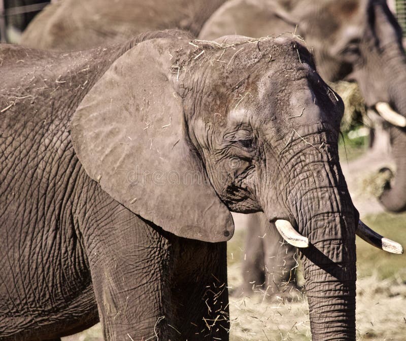 Elefante sviluppato pieno immagini stock libere da diritti Elefante sviluppato pieno immagini stock libere da diritti