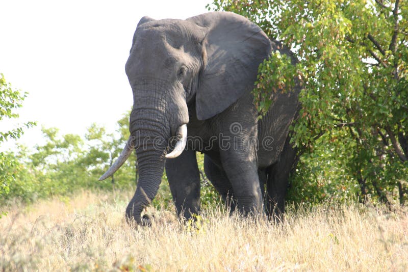 Elefante velho e sábio no habitat natural foto de stock royalty free Elefante velho e sábio no habitat natural foto de stock royalty free