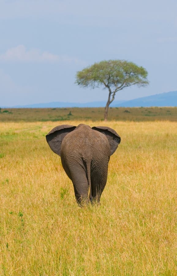 Elefante, vista traseira imagem de stock royalty free Elefante, vista traseira imagem de stock royalty free