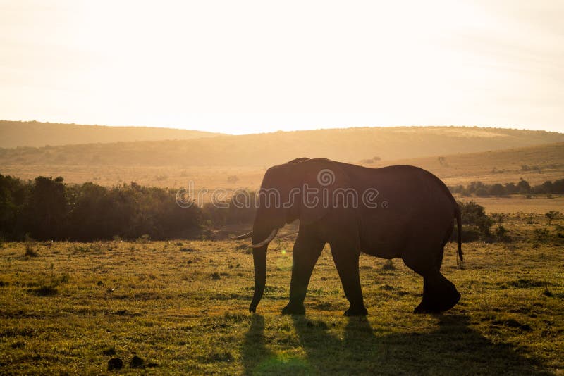 Elefanten in Addo Elephant National Park in Port Elizabeth - Südafrika lizenzfreie stockbilder Elefanten in Addo Elephant National Park in Port Elizabeth - Südafrika lizenzfreie stockbilder