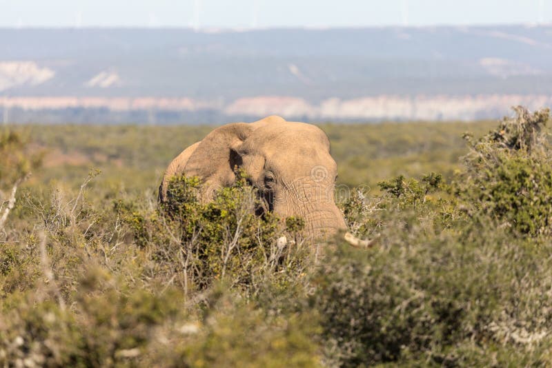Elefanten in Addo Elephant National Park in Port Elizabeth - Südafrika lizenzfreies stockbild Elefanten in Addo Elephant National Park in Port Elizabeth - Südafrika lizenzfreies stockbild