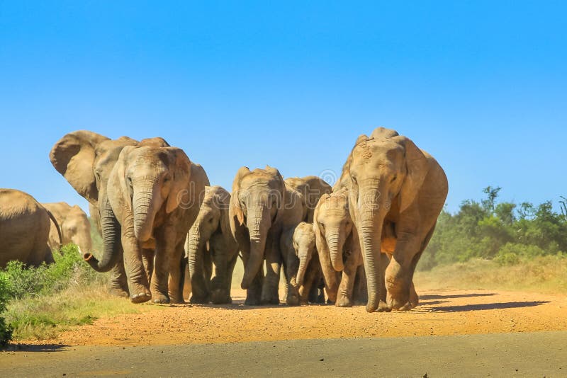 Elefanten gehendes Südafrika stockfoto Elefanten gehendes Südafrika stockfoto