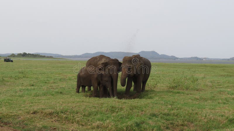 Elefanten in Nationalpark Minneriya lizenzfreies stockbild Elefanten in Nationalpark Minneriya lizenzfreies stockbild