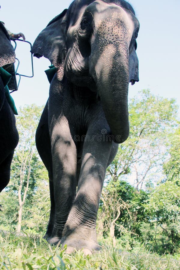 Elephants are preparing for ride. Elephants are preparing for ride.