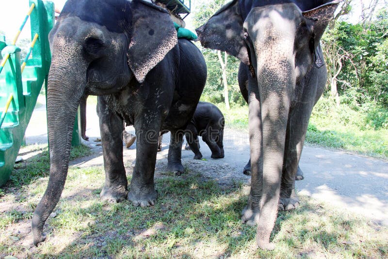 Elephants are preparing for ride. Elephants are preparing for ride.