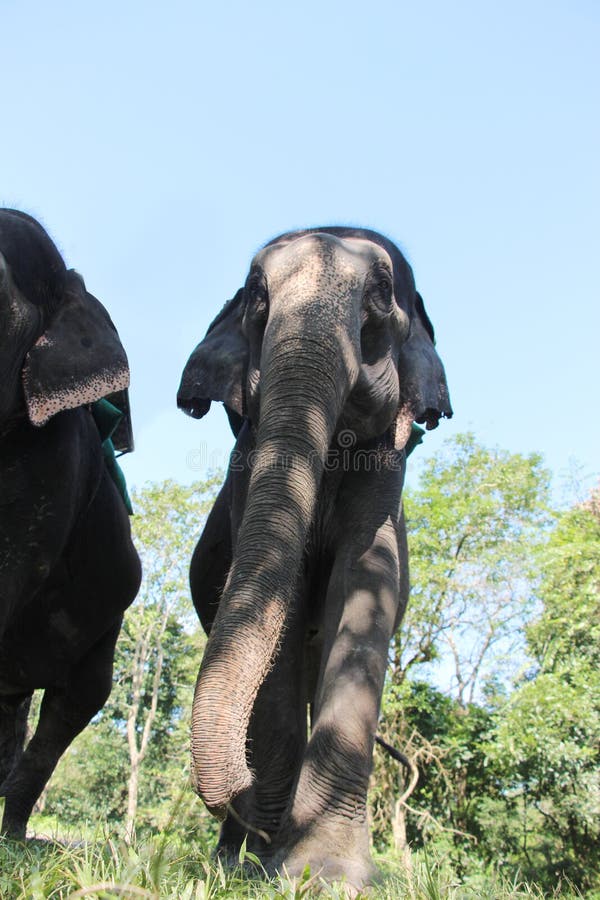 Elephants are preparing for ride. Elephants are preparing for ride.