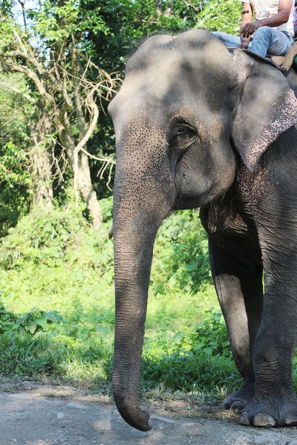 Elephants are preparing for ride. Elephants are preparing for ride.