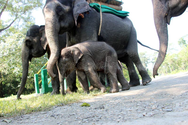 Elephants are preparing for ride. Elephants are preparing for ride.