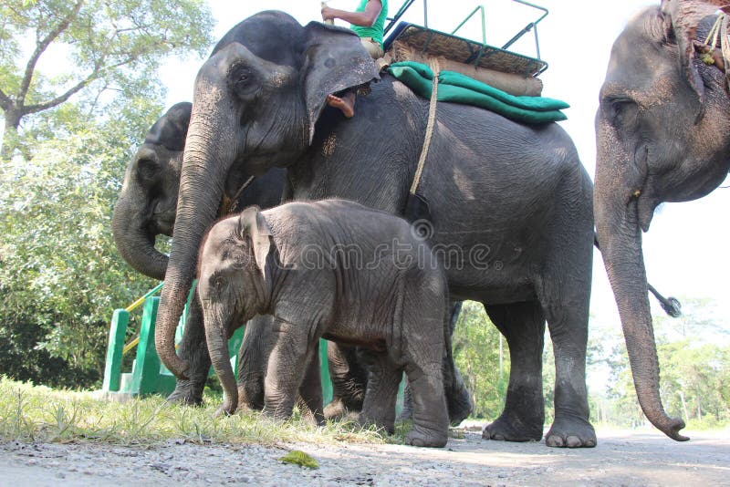 Elephants are preparing for ride. Elephants are preparing for ride.