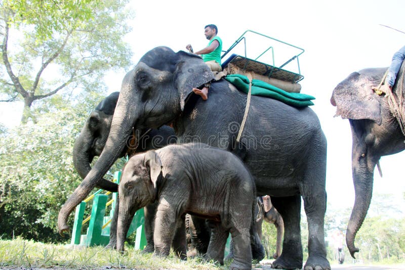 Elephants are preparing for ride. West Bengal, India. Elephants are preparing for ride. West Bengal, India