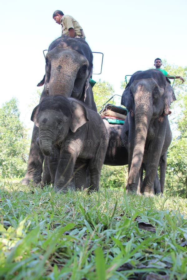 Elephants are preparing for ride. West Bengal, India. Elephants are preparing for ride. West Bengal, India