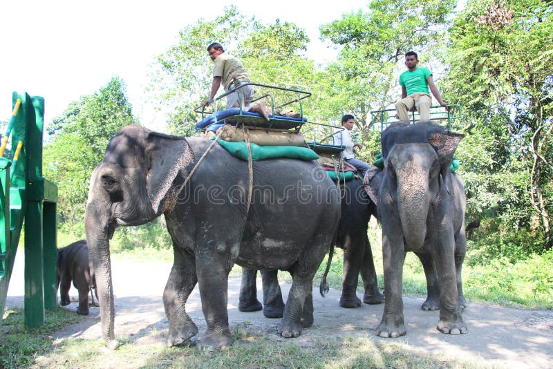 Elephants are preparing for ride.West Bengal, India. Elephants are preparing for ride.West Bengal, India