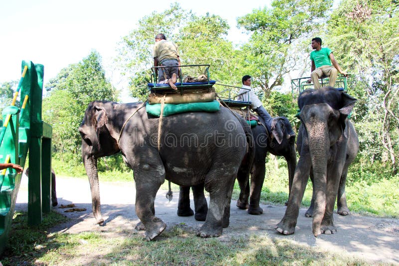 Elephants are preparing for ride.West Bengal, India. Elephants are preparing for ride.West Bengal, India