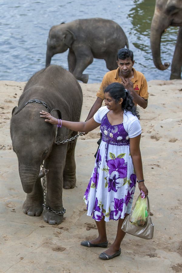 Elefanter från det Pinnawela elefantbarnhemmet kopplar av på banken av Maha Oya River i Sri Lanka arkivfoto Elefanter från det Pinnawela elefantbarnhemmet kopplar av på banken av Maha Oya River i Sri Lanka arkivfoto