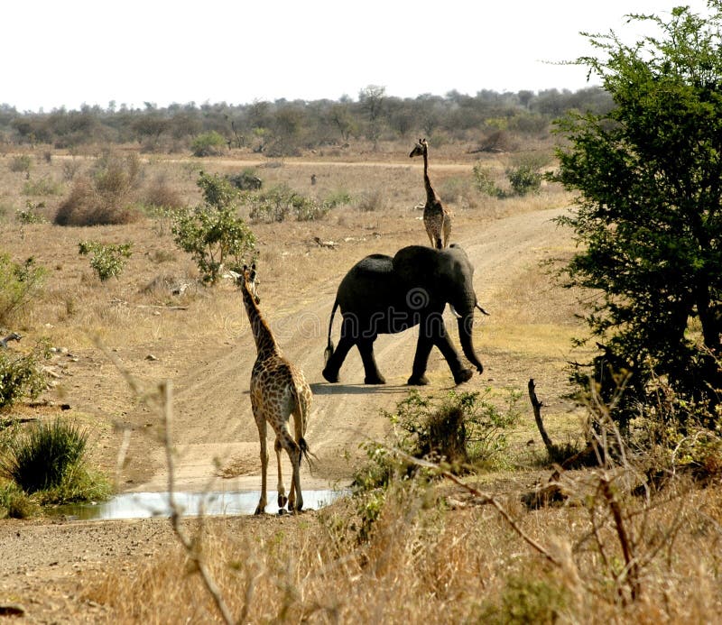 2 Giraffe Give Way to an Elephant on dusty road. 2 Giraffe Give Way to an Elephant on dusty road