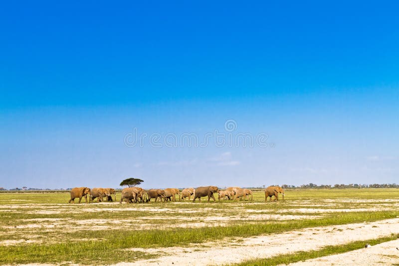 Elephants go away. Savanna of Amboseli, Kenya. Elephants go away. Savanna of Amboseli, Kenya