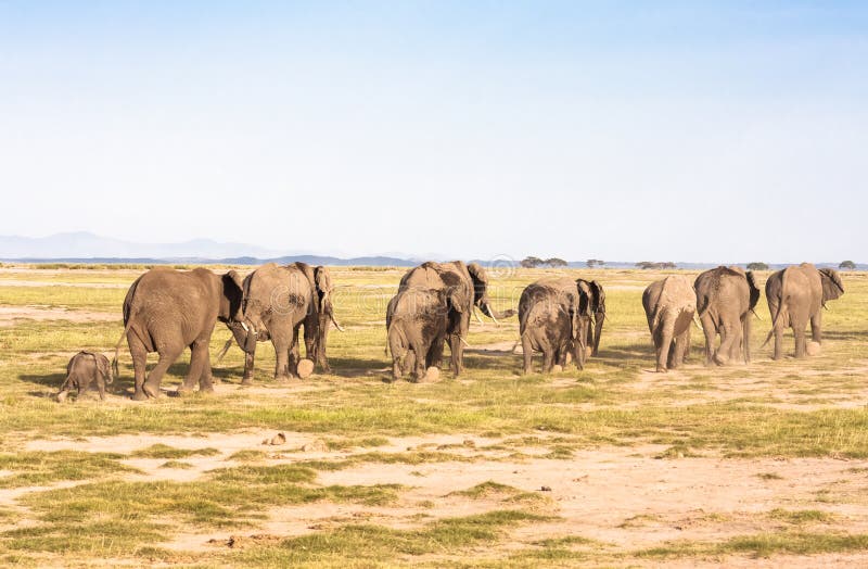 Elephants go away. Savanna. Park Amboseli, Kenya. Elephants go away. Savanna. Park Amboseli, Kenya