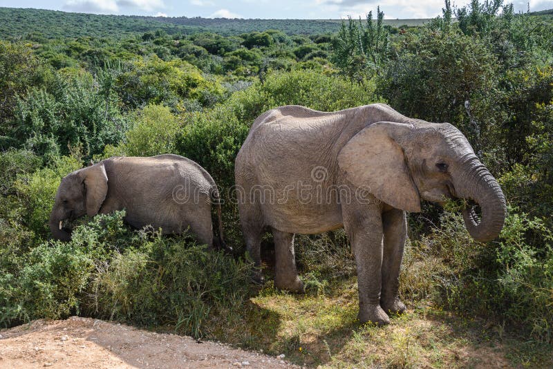 Elefanter i Addo Elephant National Park, Sydafrika royaltyfri bild Elefanter i Addo Elephant National Park, Sydafrika royaltyfri bild