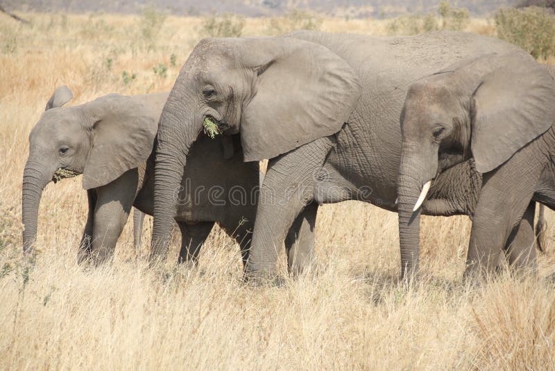 Elefanter på den Ruaha nationalparken, Tanzania East Africa fotografering för bildbyråer Elefanter på den Ruaha nationalparken, Tanzania East Africa fotografering för bildbyråer